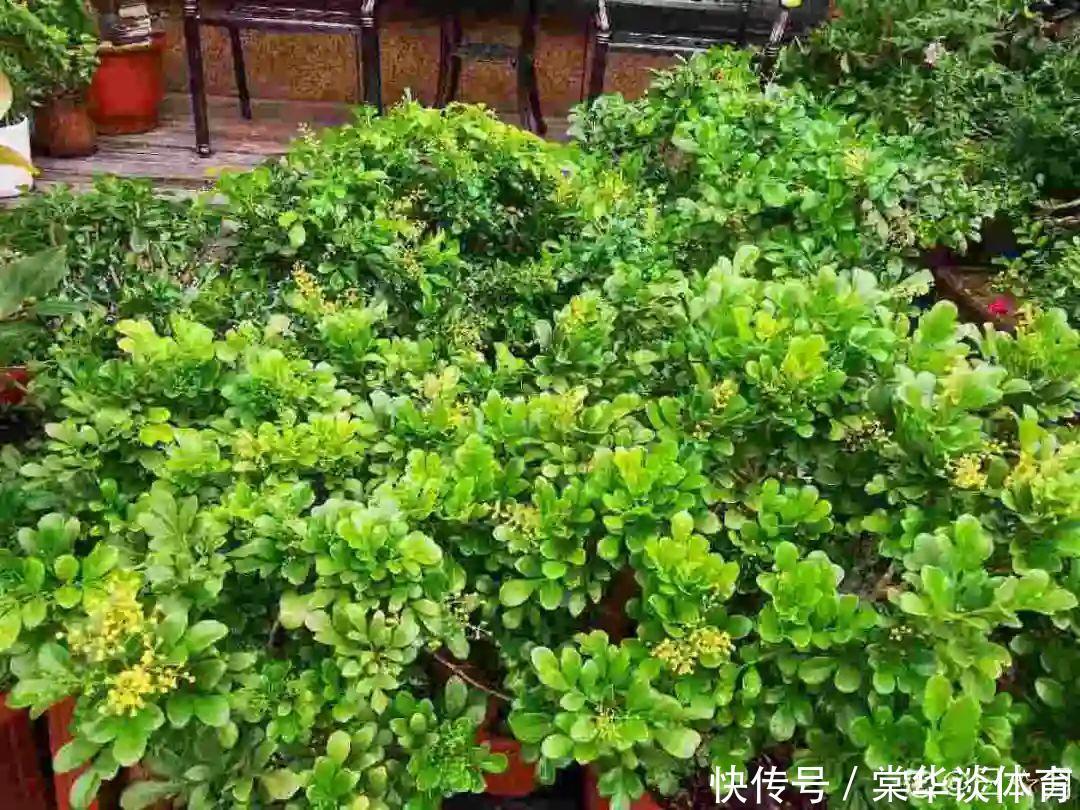 酸性|天生爱淋雨的花,多淋几次,连肥料都省了