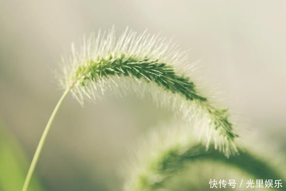 功效|农村常见的狗尾巴草,拿来泡水喝竟有这么多功效,后悔才知道