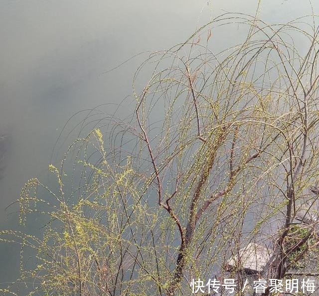 繁荣|洛阳隋唐时期八大景之一“铜驼暮雨”如今在老城瀍河桥头复活