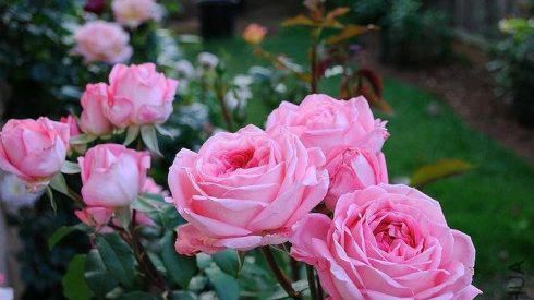  极大|1种月季花，颜值不输牡丹，花量极大，花香浓郁，值得拥有！