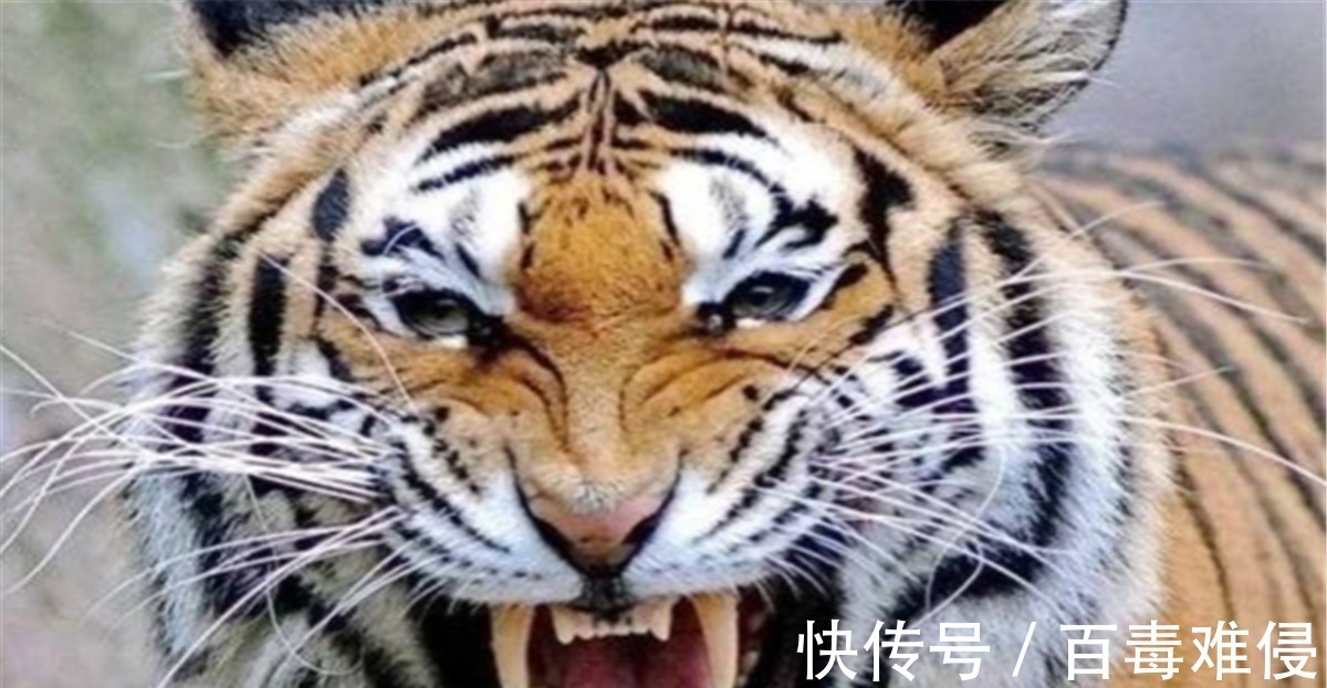 老实人!古人言“不怕虎狼当面坐”,下半句点破人性,老实人不妨一看!