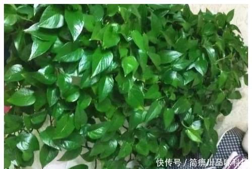 阿司匹林|什么黄豆水、淘米水都不如一粒药片,用来养花,无异味,养啥旺啥