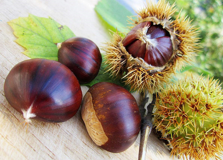 吃法|板栗是生吃好还是熟吃好告诉你正确吃法，却有很多人不知道