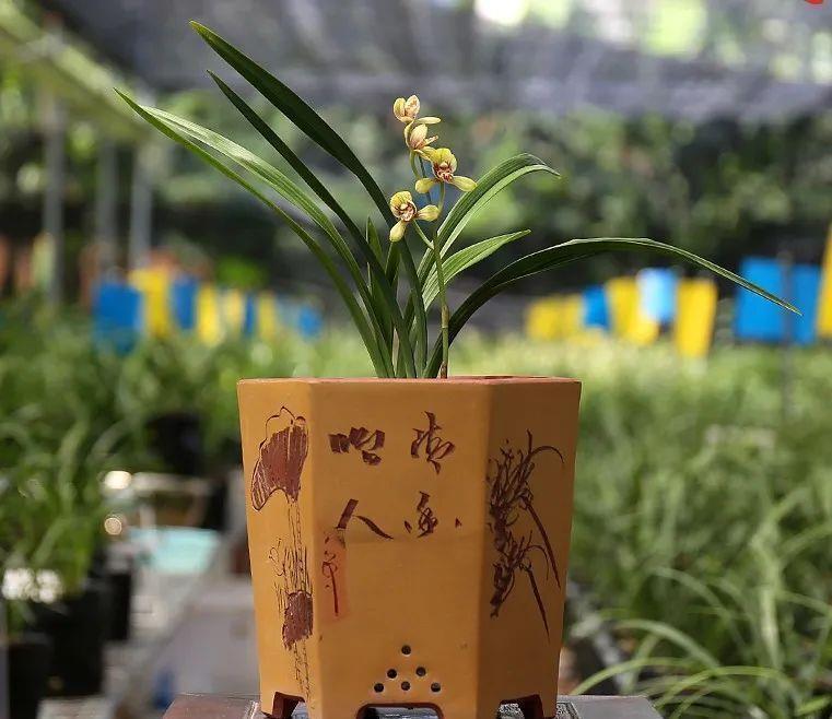 曾经天价的8种兰花,如今跌落神坛,普通人也买得起