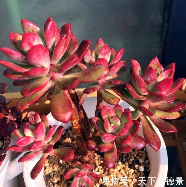 盘点多肉的日常养护,简介红稚莲、三色花月锦、拉姆雷特