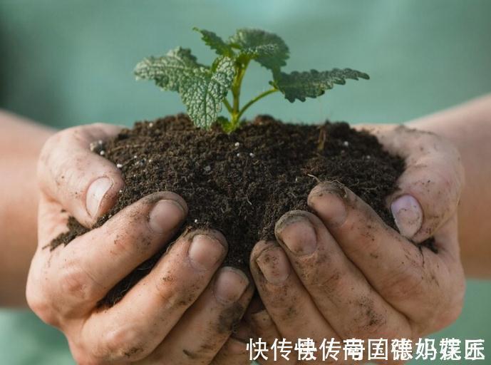 旧土|养花换下来的旧土别扔,加4种东西,比新土还好用