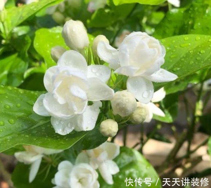 4种富贵花,添福添贵添好运,财运爆发,事业风生水起!