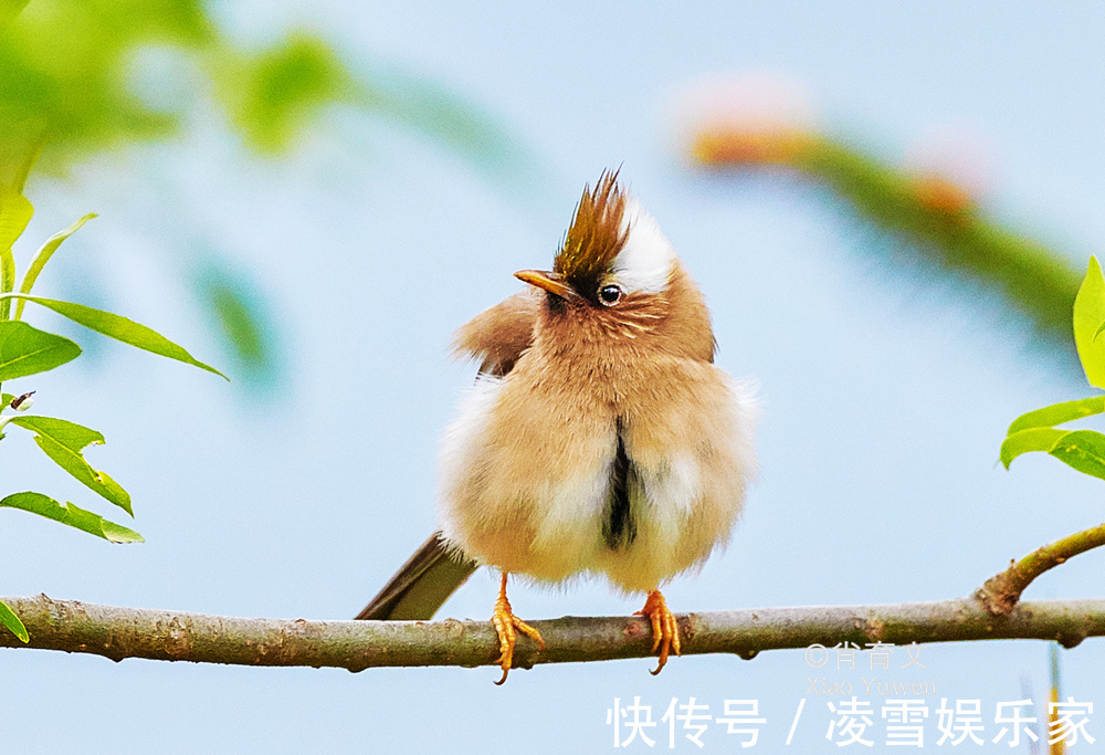 云南|已到山花烂漫时，到云南观鸟，无疑是度过完美夏天的最佳方式