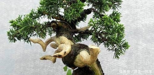 柏树做盆景有5大优势，养护需注意这4点！