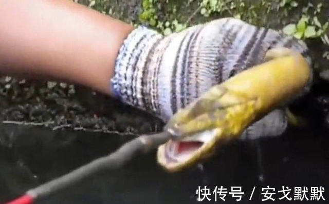 大鱼|男子花费5个多小时呆在臭水沟,竟然只为了带到这条金色的大鱼!