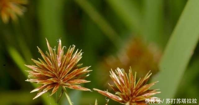 皮肤瘙痒|农村一常见奇葩野草,开花结果全是“刺”,却可用来治女性病