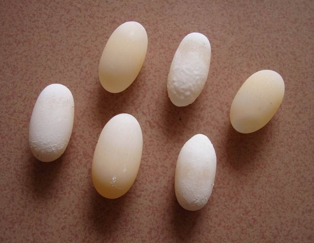 知识|24个冷知识：生物老师看完直呼不可思议，但却真实存在的有趣知识