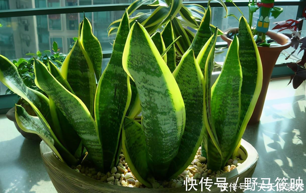 养殖|新人养花容易出问题,不如盆栽虎皮兰,注意4点,好活漂亮