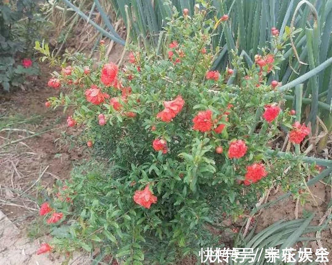 家里养盆“招财花”,一年四季开红花结红果,“招财旺运”又红火