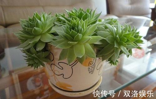 植株|这种多肉样子像莲花，做好这4点，安全过夏还能“爆盆”