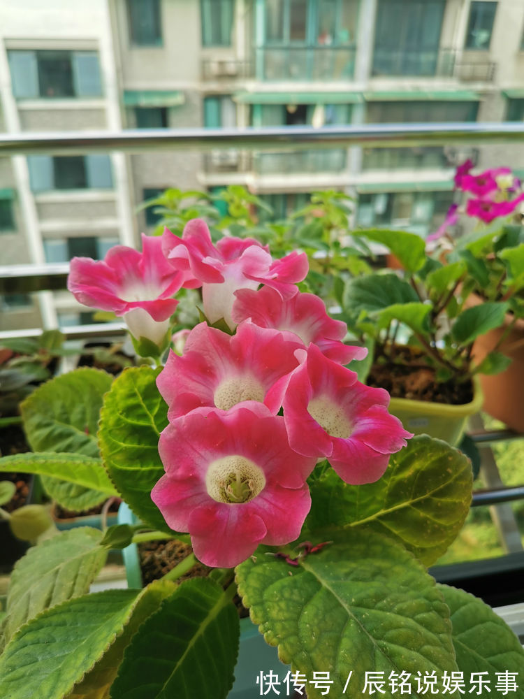 苦苣苔科|喜欢菊花,不如养这几款花卉,枝头窜满花苞,阳台变成小花园