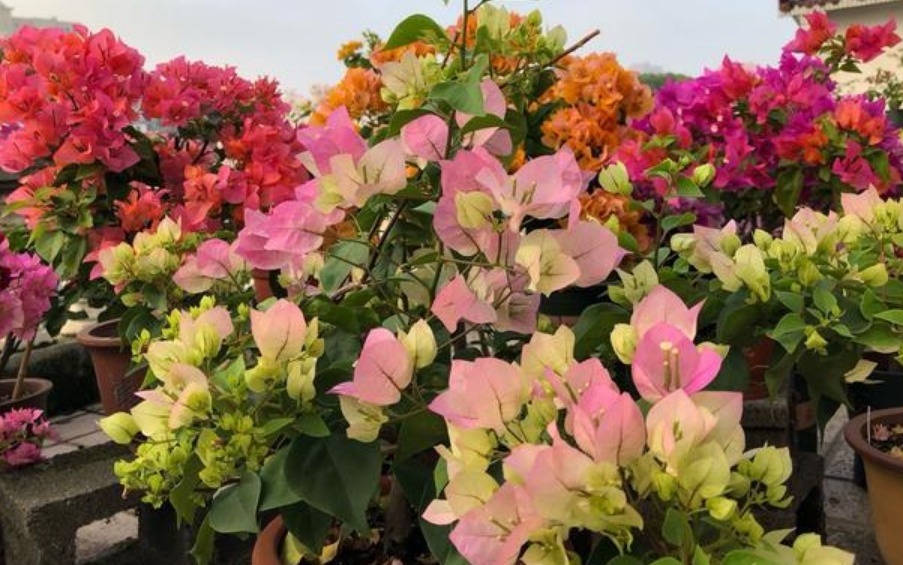 适合夏季养的花，好活易爆盆，花色柔美，花朵烂漫迷人，美爆了