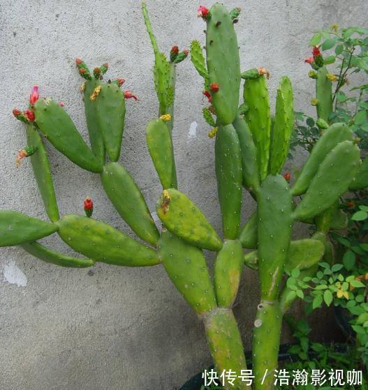 家里“3种花”最怕潮，哪里干燥就放哪，才能一年四季“花儿旺”