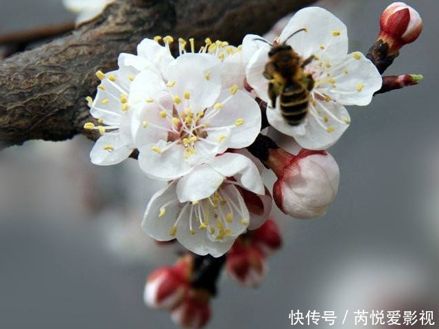 女人过了42岁后,衰老速度加快,会用“3花”,祛斑养颜、抗衰老