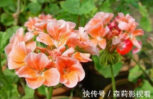 太阳花|7月4日开始,养花试试这几款,花香易打理,花超美,而且阵阵花香