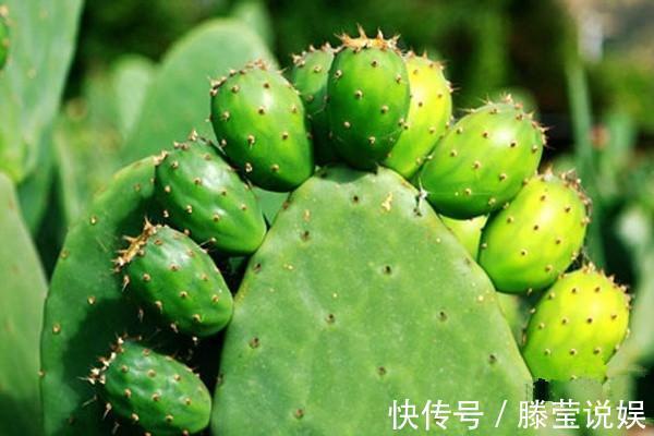 仙人掌浇水有讲究,死记这几点,蹭蹭长成大高个!