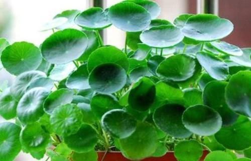 4种花深受花友喜欢,开花爆盆很简单,四季有花赏,养成小老桩