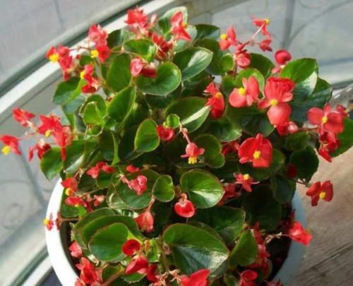  一年四季|养“2种花”就够了，个个开花爆盆，一年四季开花，值得养