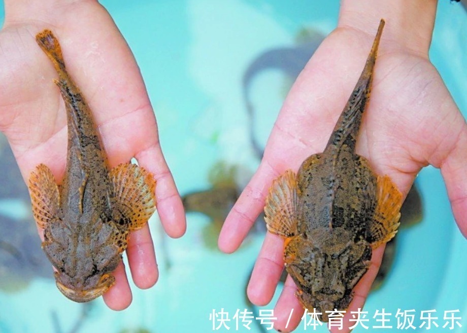 中华鲟|钓鱼人易踩的“坑”,误钓容易“牢底坐穿”,多位钓友因此被抓