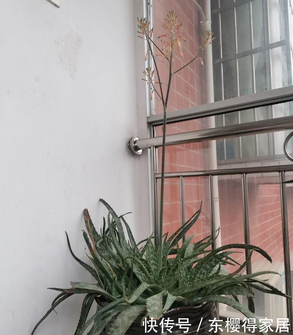 爆盆|2种很耐旱皮实的“小绿植”,不用勤浇水、容易群生、很美