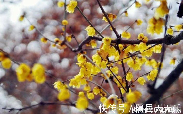 4种花超优秀的,四季都开花,花朵漂亮,养护简单