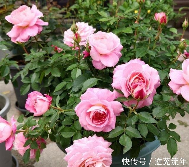 这4种花是“开花机器”，便宜又好养，适合阳台栽！