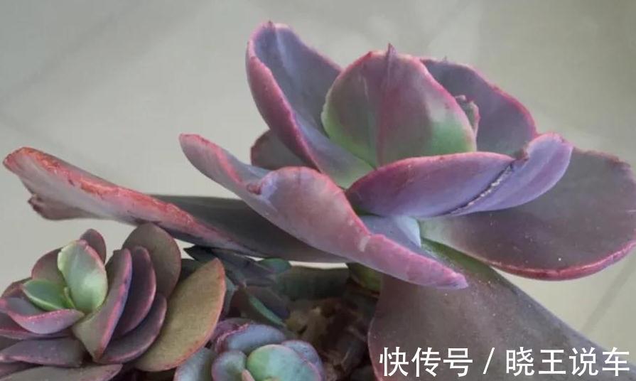 多肉秀妍不爆侧芽怎么办,掌握4个方法,轻轻松松养爆盆