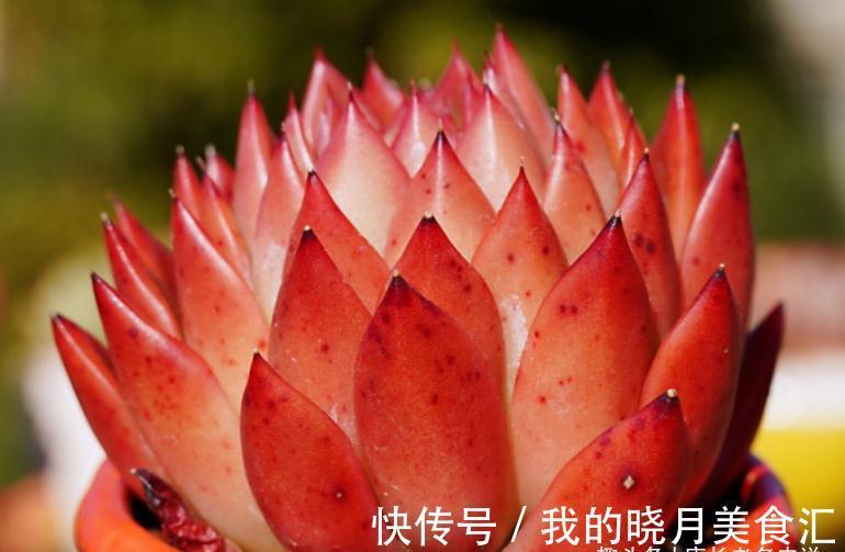 东云系多肉较易出状态,而这“6品种”尤其如此,冬天可轻松上色