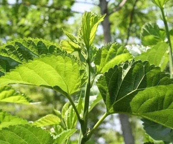 降血糖|桑叶能用好，一定是个宝！不仅降血糖，更有3大好处让人惊喜