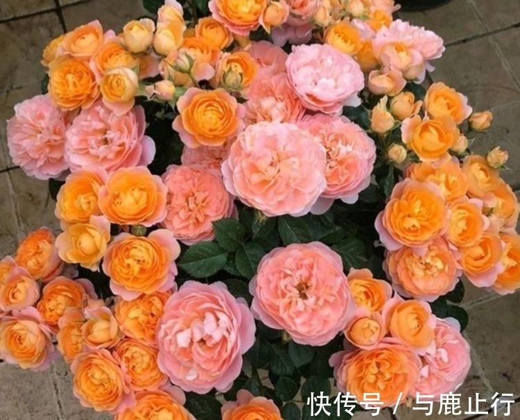 冬天也能养的漂亮花卉,沾点水就疯长,开花勤还爱爆盆