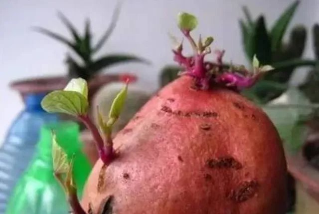 发芽|四种食物发芽后营养或会倍增,有你爱吃的吗?