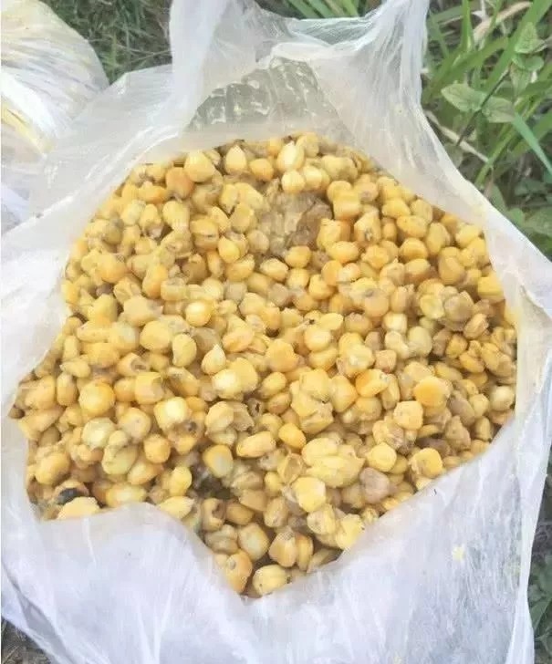 都说钓大鱼要用玉米,但是生的,熟的和发酵的,该用哪个呢?