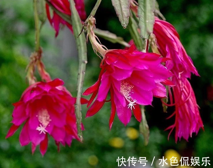 春天适合养“3种花”，立夏就“开花”，人见人爱，那叫一个美！