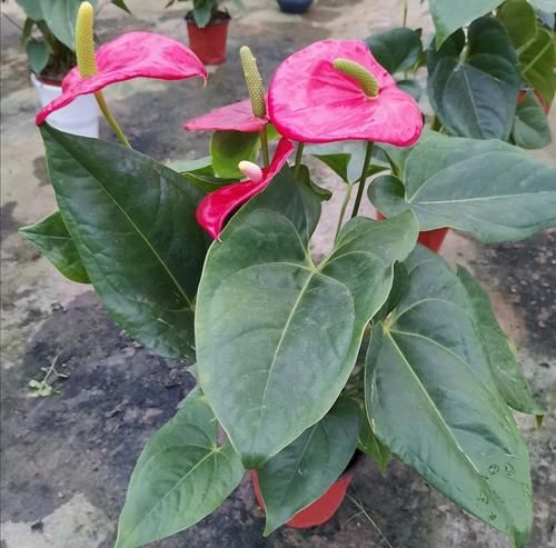  服盆|新买的花，4件事别做错，否则不易服盆，难养活