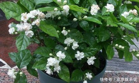 茉莉花要狠下心修剪,花才能越开越大不要舍不得