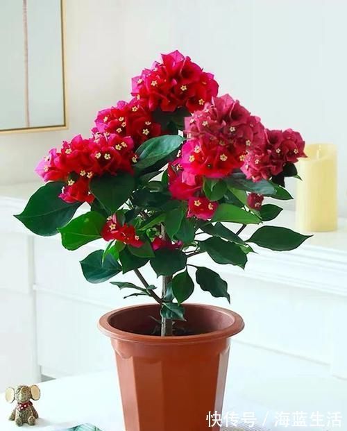 植株|花肥不用花钱买，3种“天然花肥”家里就有，花儿用了，枝繁叶茂长得旺