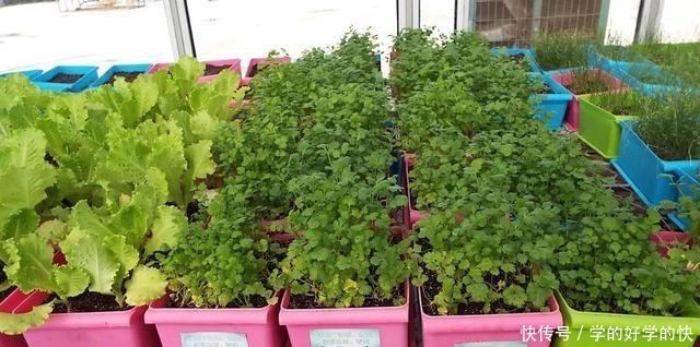 没时间、没经验的阳台种菜者,统统看过来,台长为你提供解决方案!