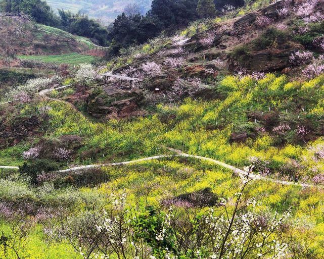 “花动一山春色” ——重庆九龙坡区九凤山赏春花