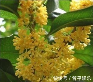 桂花不仅仅是一种美丽的花，它还有一定的功效与作用