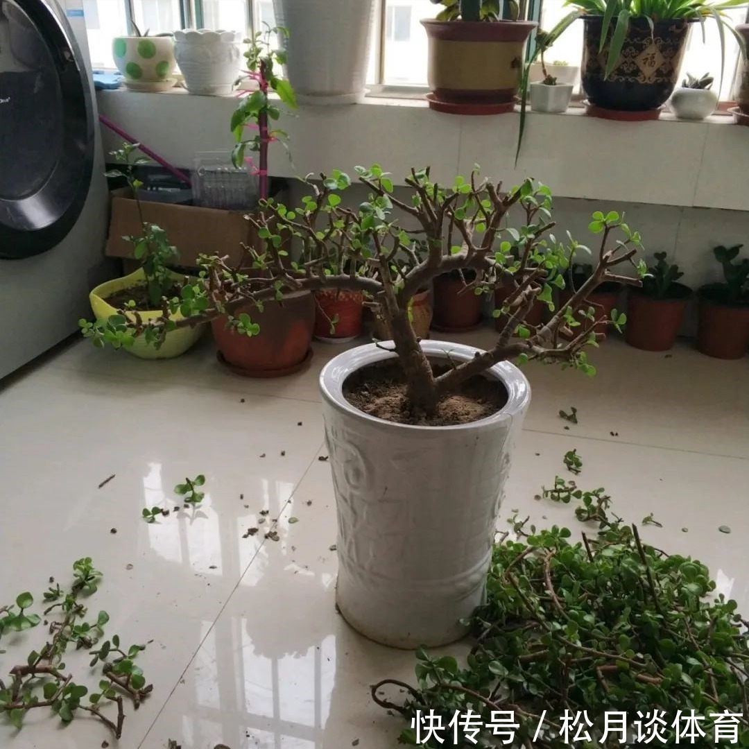 金枝玉叶|公认好养的5种花,能活一百年,开花吉利带仙气,越养越值钱