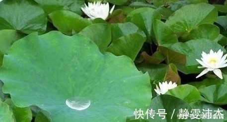 清肠毒|农村到处都是,城里2元一斤,拿来泡水喝,可降血压、清肠毒!