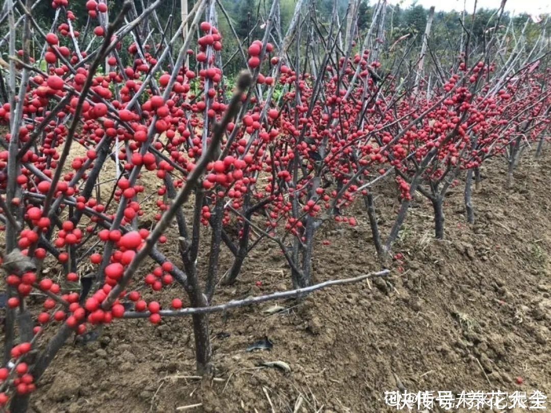 农村当柴烧的花，原来可以当盆景，给一千块也不卖