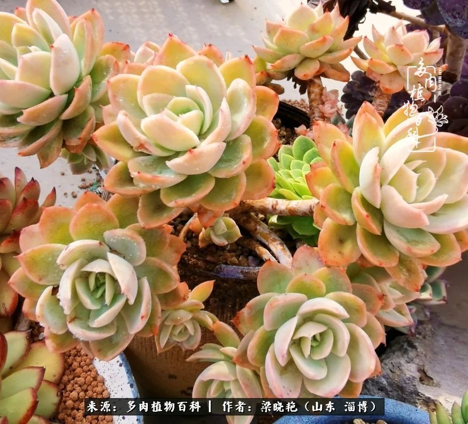 多肉植物|暑往秋来，夏天成了故事，迎来多肉最美的季节！