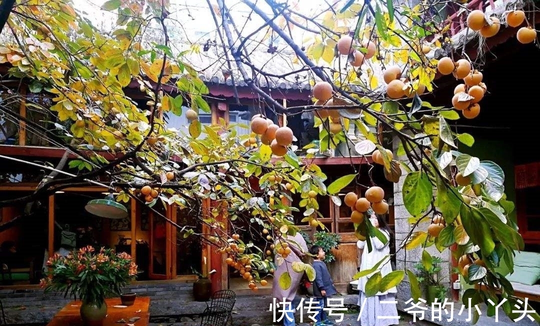 石榴树|家里有院子,就种5种“旺宅树”,观赏收果两不误,吉祥又实用