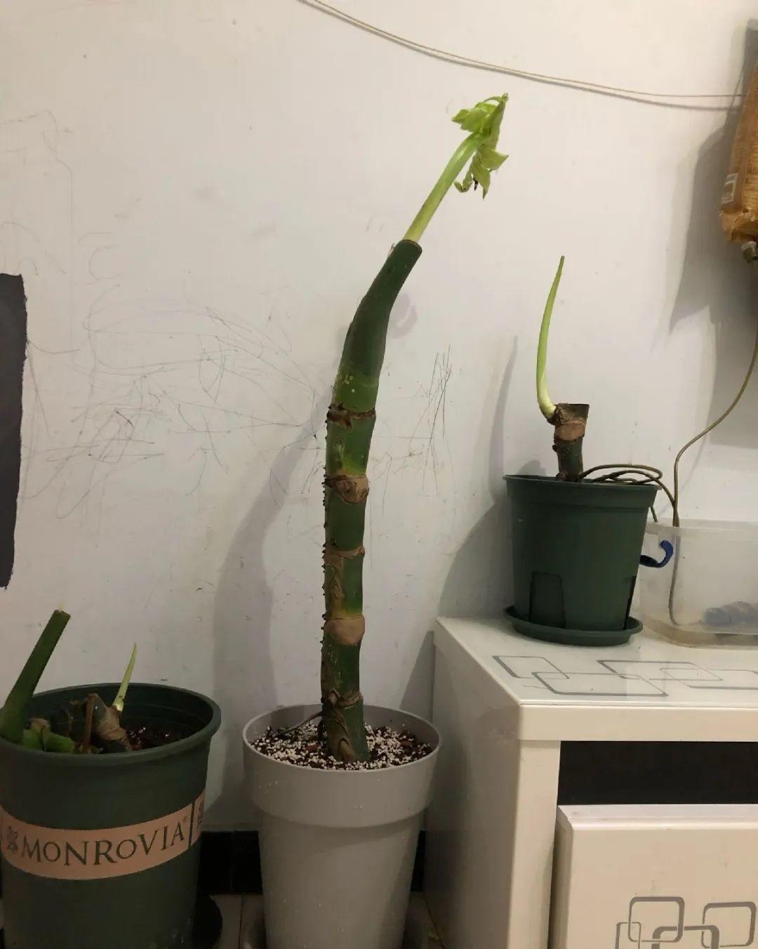 茉莉花扦插有机关,砍这一段枝条,插土里3天就活!